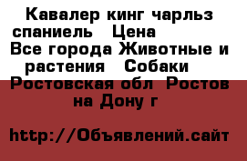 Кавалер кинг чарльз спаниель › Цена ­ 50 000 - Все города Животные и растения » Собаки   . Ростовская обл.,Ростов-на-Дону г.